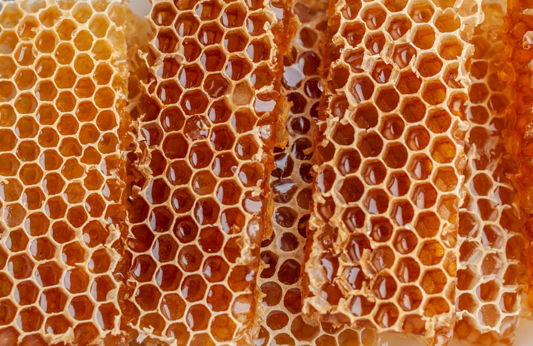 Photo Honeycomb, Beekeeper