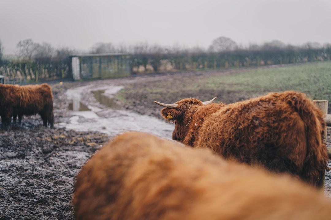 Photo Cattle breed