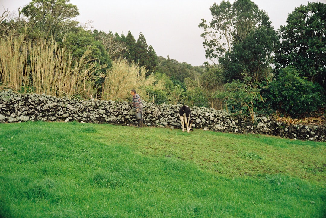 Photo Cows, Barn