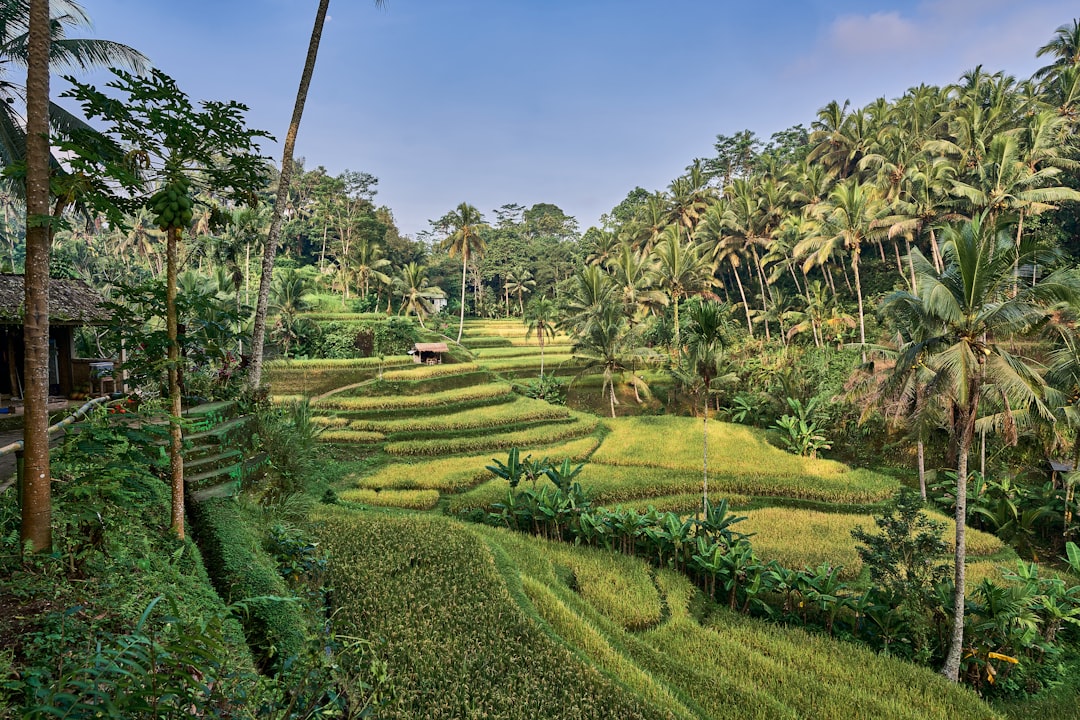 Photo Terracing, vegetation