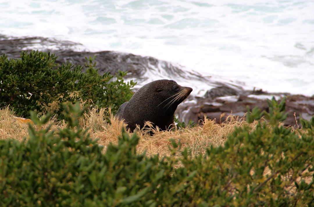 Photo Green seal